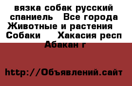 вязка собак русский спаниель - Все города Животные и растения » Собаки   . Хакасия респ.,Абакан г.